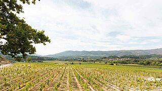 Weingarten von ADN Anselmo & Dirk Niepoort Weingarten von ADN Anselmo & Dirk Niepoort