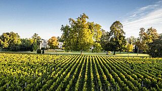 Blick durch die Rebzeilen beim Chateau