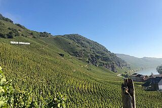 Markus Molitors vingård Markus Molitors vingård