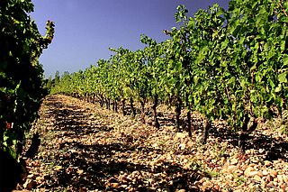 Pierre Clavel Weinberg