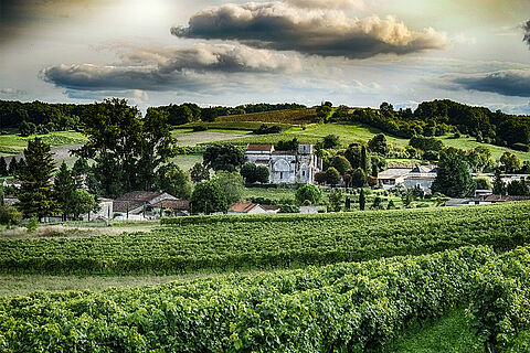 Die Weinberge von Cognac