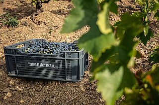 Weintraubensammlung in einer Kiste auf dem Weinfeld Terroir al Limit Weintraubensammlung in einer Kiste auf dem Weinfeld Terroir al Limit