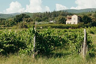 Weinberge von Thymiopoulos