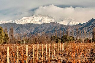 Cheval des Andes Weinberge mit Gebirge im Hintergrund