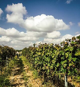 Arbeiter im Weinfeld