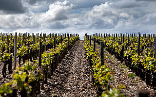 Chateau Chantecler