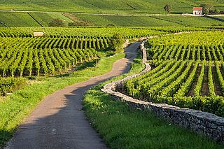 Die Landschaft der Côte de Beaune