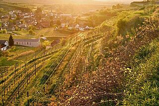 Weinberge des Weinguts Holger Koch