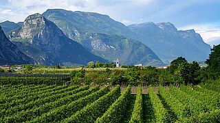 Weinberge am Gardasee