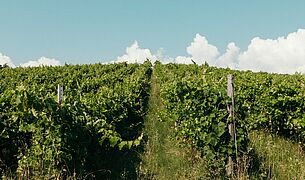 Weinberge in Makedonien