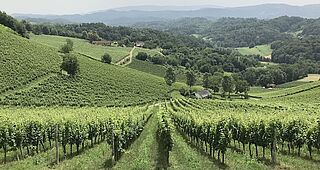 Weinberge von Tement