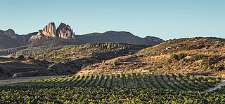 Weinberge von Alegre Valganon