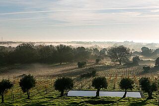 Weingarten von Fitapreta Weingarten von Fitapreta
