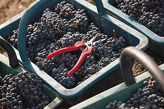 Haut Medocs druehøst