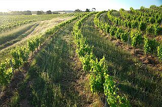 Weinberg