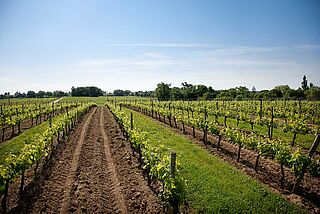 Courteillac Weinfeld