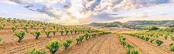 Ribera del Duero Weinregion