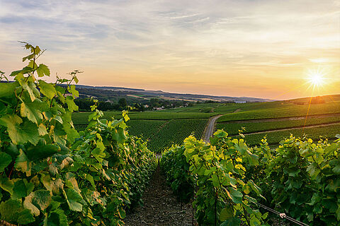 Die Weinberge in Champagne