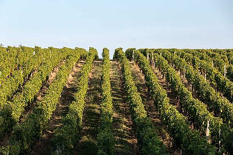 Weinfeld, Weinberge bei blauem Himmel