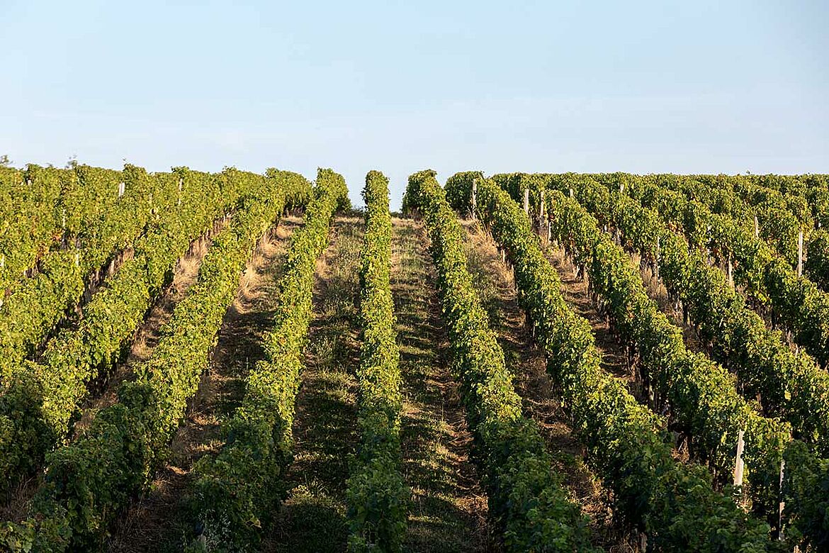Domaine Gauby