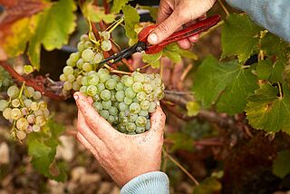 Lese bei Domaine Vacheron