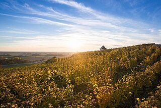Weinberg von Dr. Heger Weinberg von Dr. Heger