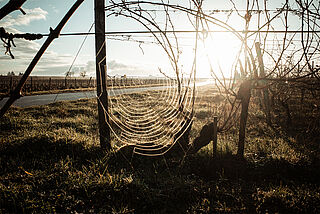 Spinnennetz auf dem Weinberg mit Sonnenlicht