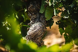 Alte Reben beim Weingut Clos Saint Jean