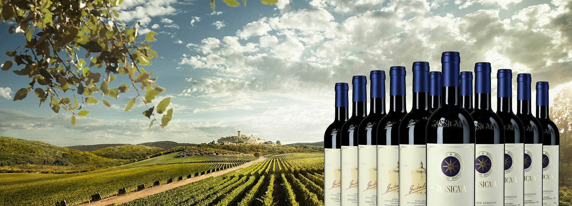 Sassicaia Wein, Weinfeld