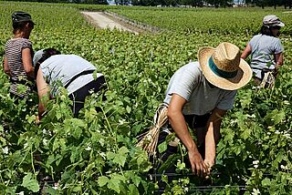 Pauillac Weinernte Pauillac Weinernte