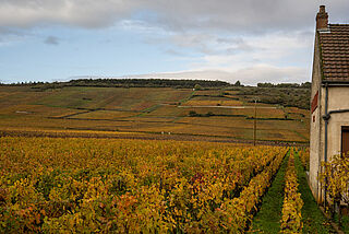 Blick auf die Weinreben von Domaine d’Eugénie