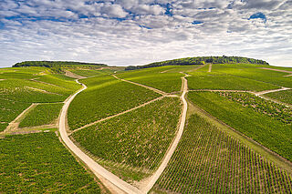 Die Landschaft rund um das Weingut von Joseph Drouhin