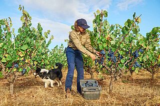 Winzerin und Hund auf dem Weinfeld Swinney Winzerin und Hund auf dem Weinfeld Swinney