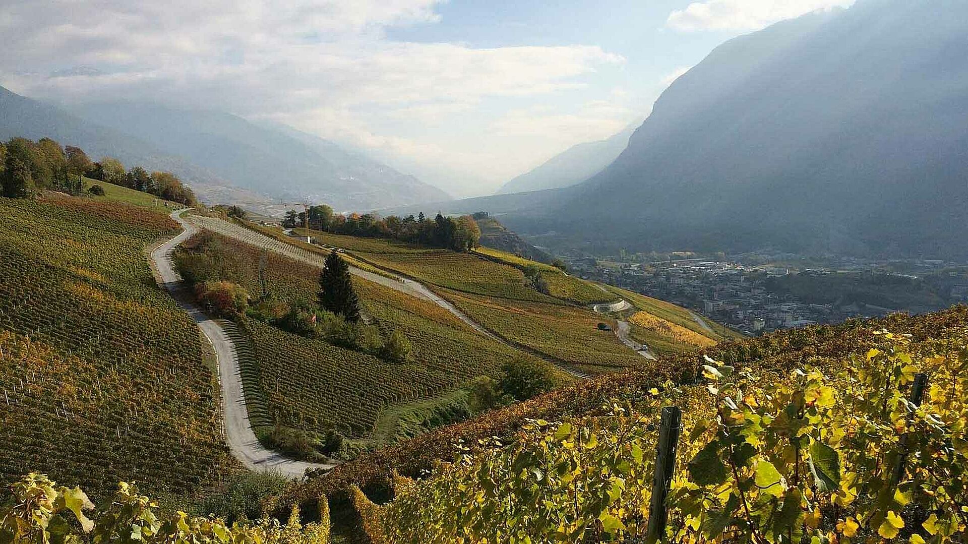Weinberge, Weinlandschaft Wallis