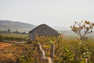 Bourgogne