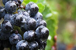 Lese bei Du Retout Lese bei Du Retout