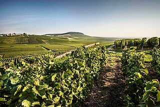 Weinfelder des Weinguts Laurent-Perrier