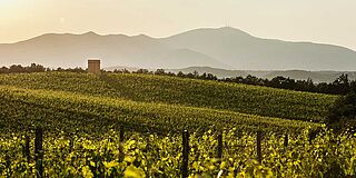 Weingut und Weinberge Monte Antico bei Sonnenaufgang