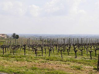 Moulin Haut Laroque Wein