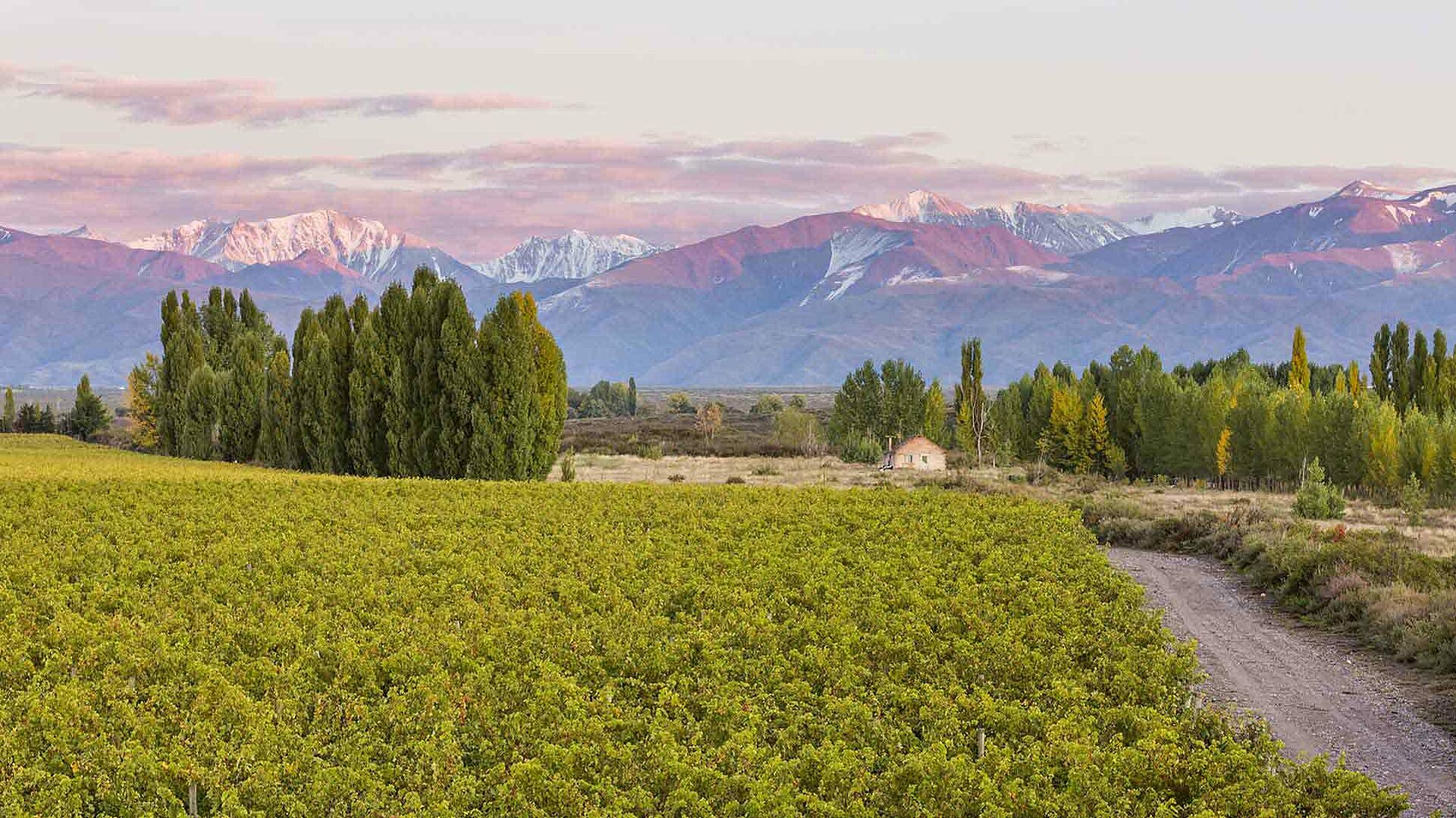 Mendoza Weinlandschaft