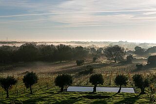 Weinberge von Fitapreta