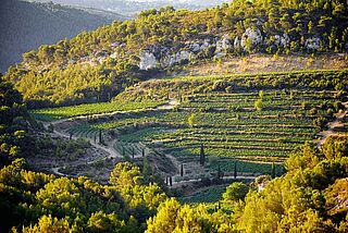 Weinberge des Weinguts Chateau Pibarnon
