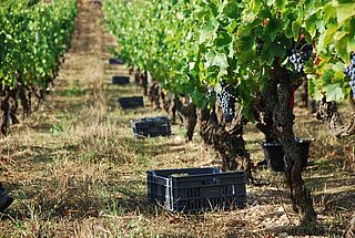 Forberedelse af høsten på Domaine Les Aurelles