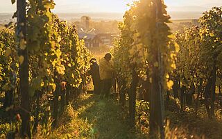 F.E. Trimbach Ernte auf dem Weinberg