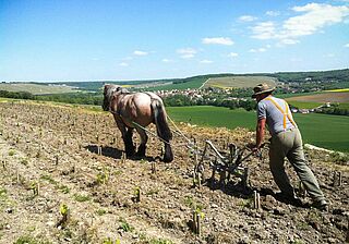Vinmarken. Franck Pascal vingård, markarbejde med hesten