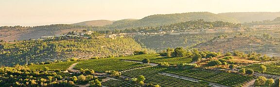 Vinregionen Judean Hills