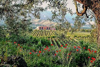 Weinfeld des Weinguts Terre Nere