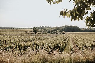 La Grande Clotte Weinberg