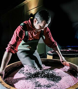 Mæsken kommer ind i kælderen hos Sierra Cantabria