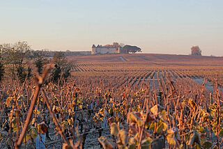 Vinmark i Yquem Vinmark i Yquem
